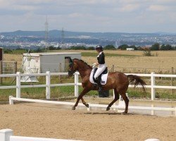 dressage horse Sir Rubinero (Hanoverian, 2010, from Sir Donnerhall I)