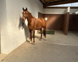 Dressurpferd Camelot (Deutsches Sportpferd, 2014, von Conturio)