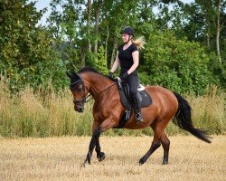 broodmare Cockpit Lady (Westphalian, 2005, from Co-Pilot)