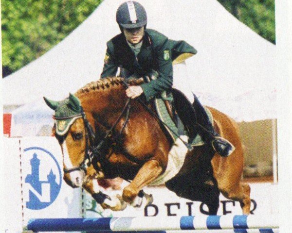horse Power Face (German Riding Pony, 1994, from Power Star B)