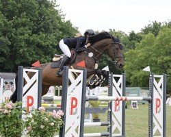 jumper Finn (KWPN (Royal Dutch Sporthorse), 2010, from Numero Uno)