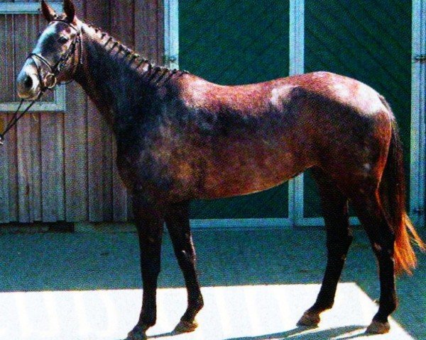 broodmare Moonlight IV 2446 FIN (Mecklenburg, 2001, from Mondras)
