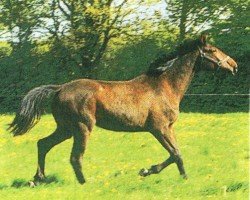 jumper Lacorado 6 (Holsteiner, 2003, from Lucky Champ)