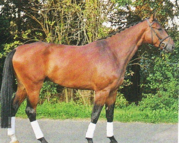 Pferd Diranos Willi (Hannoveraner, 1996, von Dirano)