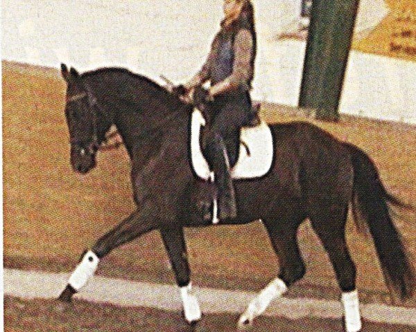 Pferd Washington 141 (Hannoveraner, 2001, von Woronow)