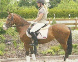 Springpferd Woldhoeve's Hetty (Nederlands Welsh Ridepony, 2002, von Vita Nova's Celesto)