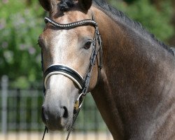 Deckhengst Dutch Dynamic (KWPN (Niederländisches Warmblut), 2016, von Durango VDL)