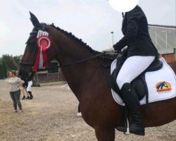 Springpferd Clairy (Oldenburger Springpferd, 2019, von Caroly)