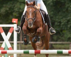 broodmare Comtess L (Hanoverian, 2005, from Consulting)