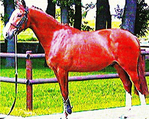 horse Pippin 3 (Saxony-Anhaltiner, 2000, from Phantomic xx)