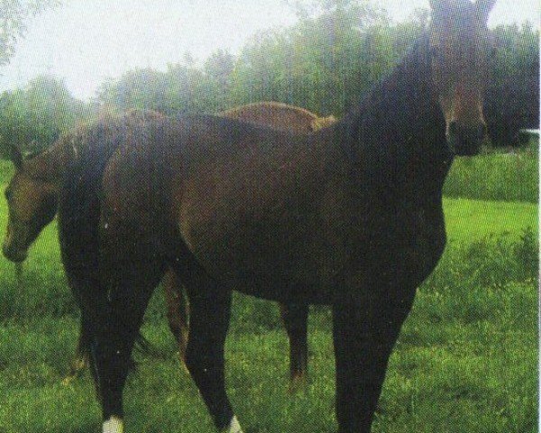 Zuchtstute Dina II (Oldenburger Springpferd, 2003, von Forrester)