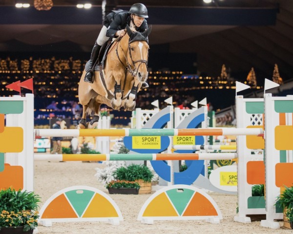 jumper Gancio van't Smisveld Z (Zangersheide riding horse, 2017, from Gino-H)