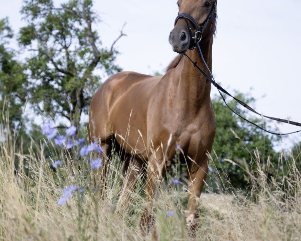 Pferd Fancy - Red Diamond (Hannoveraner, 2021, von Fynch Hatton)