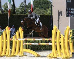 stallion Gino-H (KWPN (Royal Dutch Sporthorse), 2011, from Calvino Z)