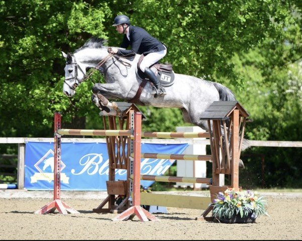 jumper Corvette Vh Reukenis Z (Zangersheide riding horse, 2017, from Cicero Z van Paemel)