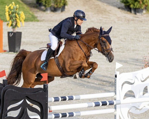 jumper Oh La La van Overis (Belgian Warmblood, 2014, from Tangelo van de Zuuthoeve)