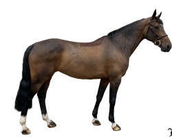 Zuchtstute Quervoise Ste Hermelle (Belgisches Warmblut, 2016, von Iron Man van de Padenborre)