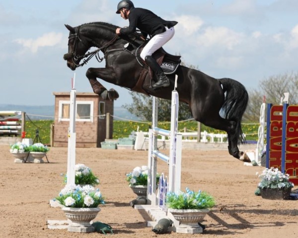 Springpferd Claud van Dam (Anglo Europäisches Sportpferd, 2018, von Caroly)