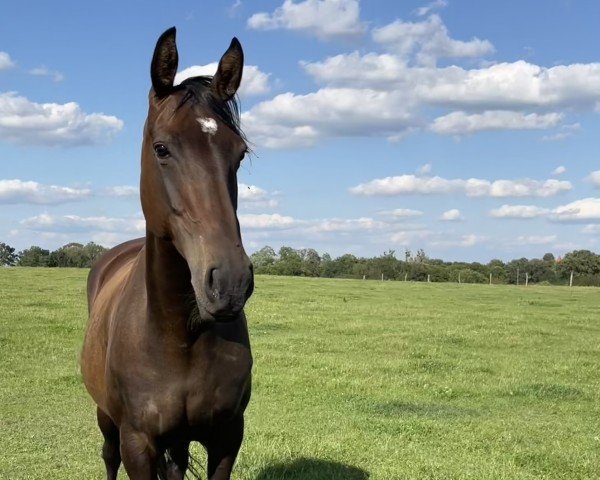 horse Elba THC (anglo european sporthorse, 2017, from Szamuraj xx)
