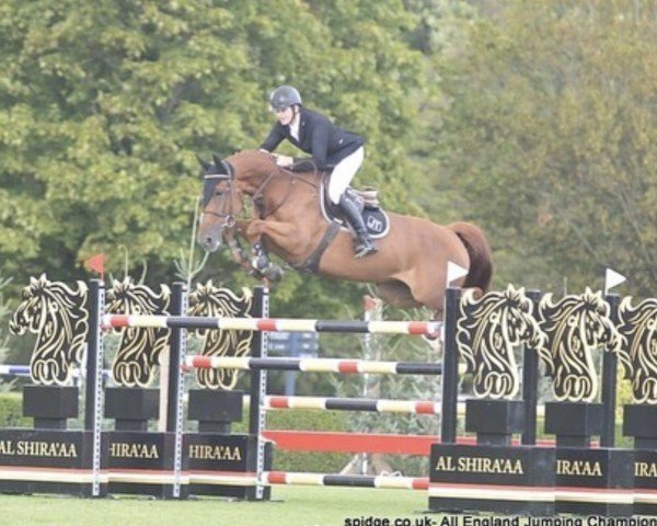 jumper Geronimo PC Z (Zangersheide riding horse, 2011, from Glasgow van het Merelsnest)
