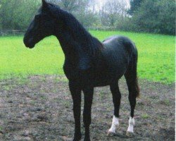 dressage horse Don de Negresso (Holsteiner, 2004, from Dolany)
