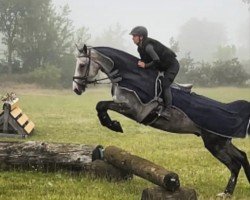 jumper Antonio 127 (Hanoverian, 2003)