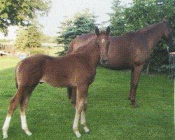 dressage horse Dynamic-Personality (Hanoverian, 2005, from Don Vino)