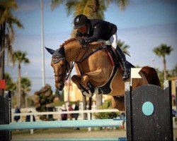 jumper El Paso III (KWPN (Royal Dutch Sporthorse), 2009, from Tangelo van de Zuuthoeve)