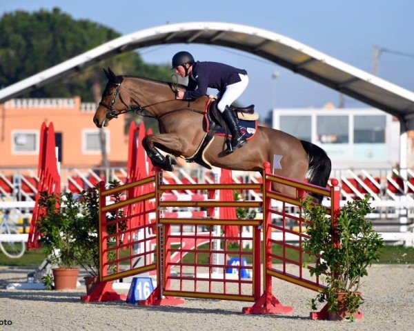 Springpferd Dumolga (KWPN (Niederländisches Warmblut), 2008, von Conterno Grande)