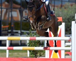 jumper Elve I (KWPN (Royal Dutch Sporthorse), 2009, from Carambole)