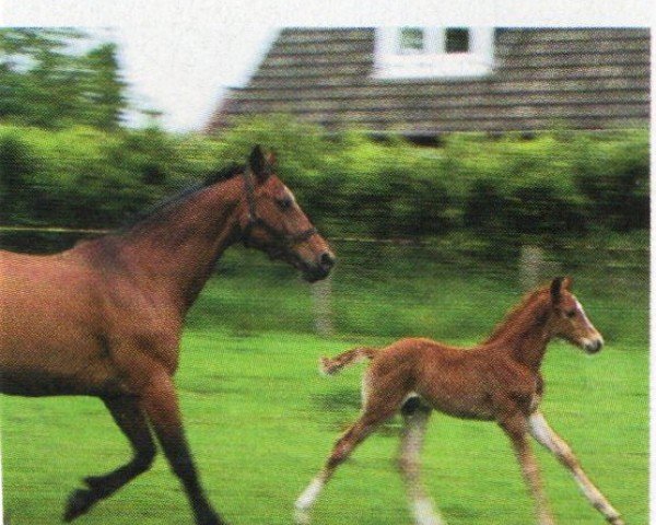 Cavallo Camido (Holsteiner, 2005, di Concept)