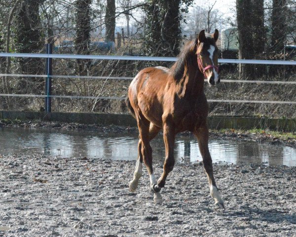 horse Chacco's Angel RS (Westphalian, 2020, from Chacco's Son II)