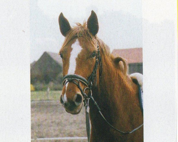 horse Sulaika (Hanoverian, 2001, from Syphir)
