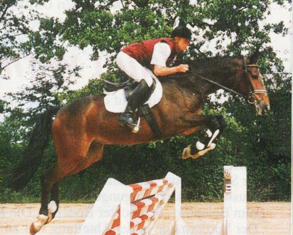 horse Figo's Boy (Holsteiner, 2000, from Foxiland xx)