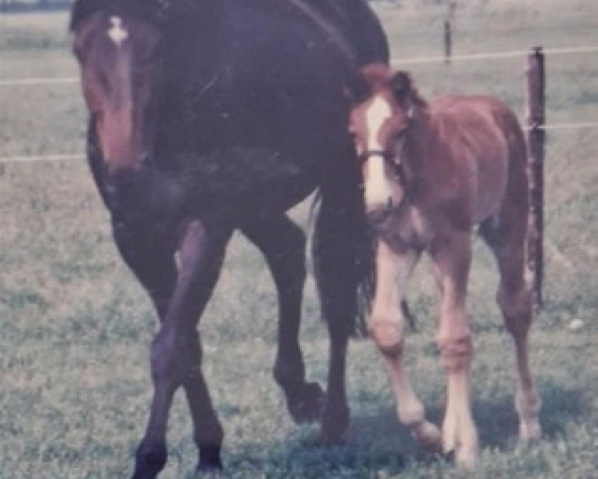 Yegua de cría Paviere (KWPN (Warmblood Neerlandés), 1997, de Andiamo)