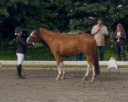 Cheval Splash of Colour (Poney de Selle Allemand, 2022, de Phw's Grandios)