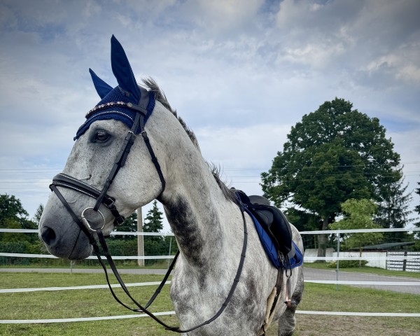 horse Satan (Oldenburg show jumper, 2016, from Kolibri)