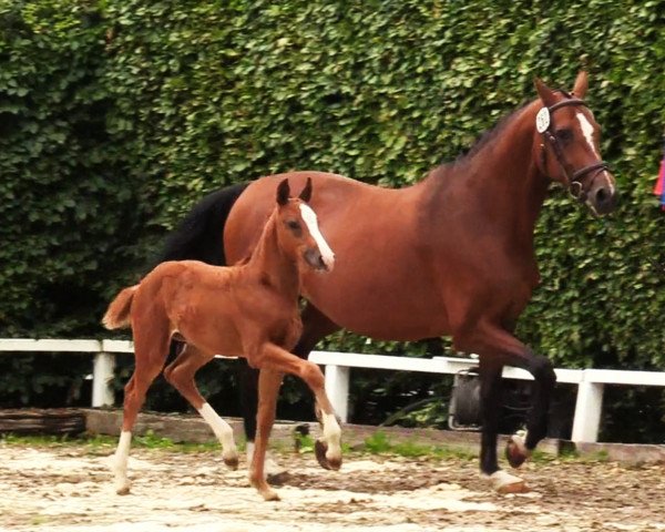 horse Stute von Keaton / Clarimo (Holsteiner, 2020, from Keaton HV)