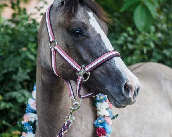 jumper Nabucco (German Riding Pony, 2019, from Nevio)