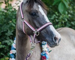 jumper Nabucco (German Riding Pony, 2019, from Nevio)