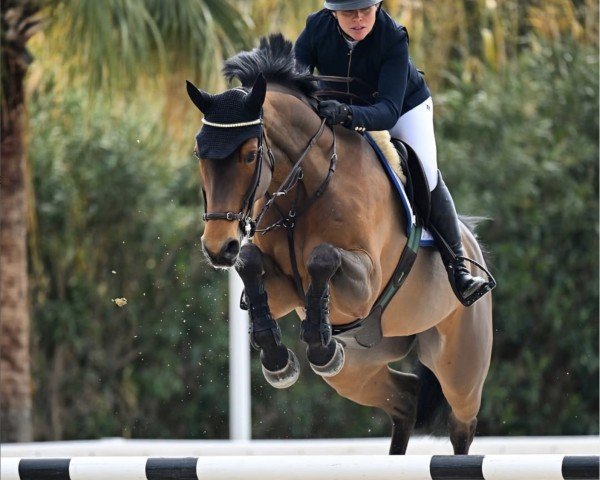 Springpferd Cornetta PS (Mecklenburger, 2013, von Cornet’s Balou)