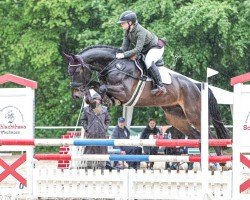 jumper Stakkato's Socke (Hanoverian, 2018, from Stakkato)