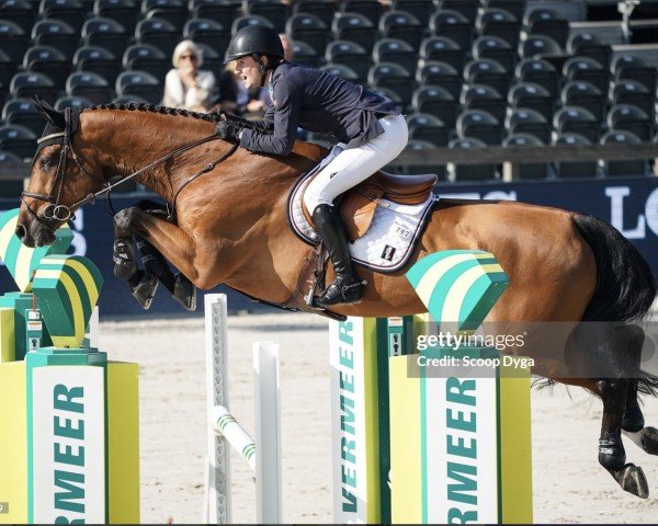 Cavallo da salto Skjerabergs Larkin (Cavallo a sangue caldo norvegese, 2003, di Ladiesdream)