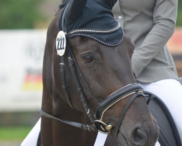 broodmare Sieta 4 (Hanoverian, 2009, from Samarant)