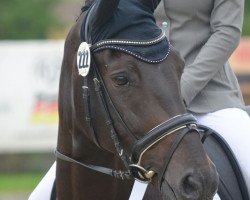 broodmare Sieta 4 (Hanoverian, 2009, from Samarant)