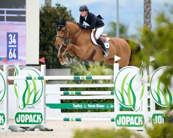 jumper Mega Special DC (Belgian Warmblood, 2012, from I'm Special de Muze)