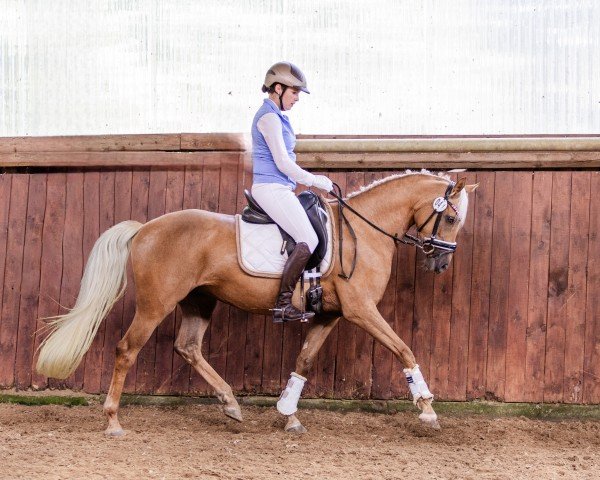 broodmare Rapunzel B 4 (German Riding Pony, 2020, from Soel'rings Cuvee)