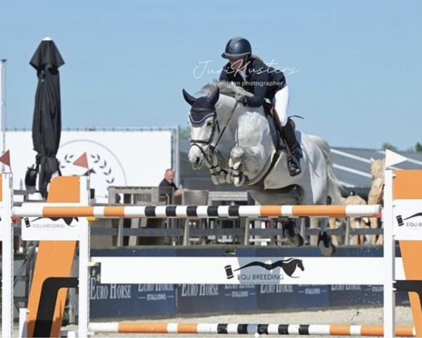 jumper Royal Bellini (Westphalian, 2017, from Bellini Royal)