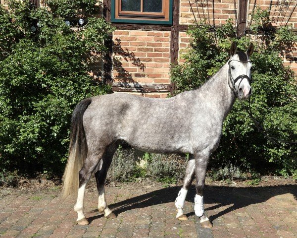 broodmare Nordlicht Gold E (German Riding Pony, 2020, from D-Gold AT NRW)