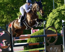 Zuchtstute Laluna (Belgisches Warmblut, 2011, von Nabab de Rêve)
